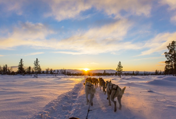 odog-husky-sled-sledge-driving-experience-tailor-made