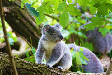 koala-baer-auge-in-auge-treffen-umarmen