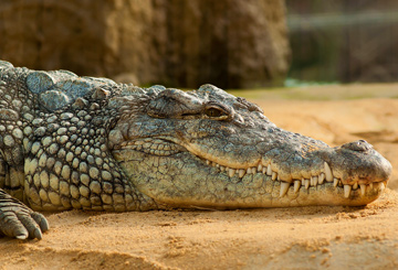 krokodil-alligator-auge-in-auge-treffen-beruehren