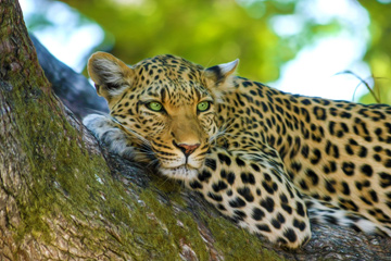 leopard-raubtier-auge-in-auge-treffen-beruehren