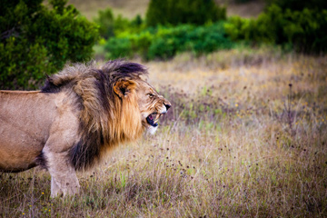 meet-lion-hug-encounter-predator-hunt