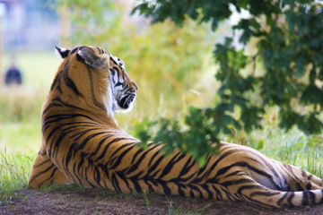 tiger-touch-feel-hug-predator-unique-experience