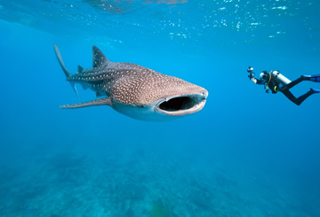 whale-shark-encounter-face-to-face-touch